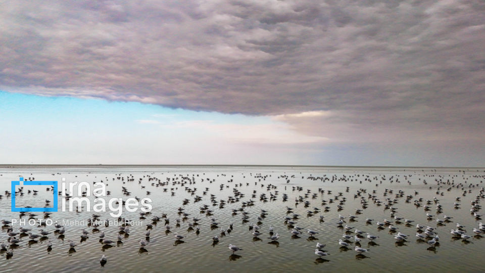 پرندگان مهاجر