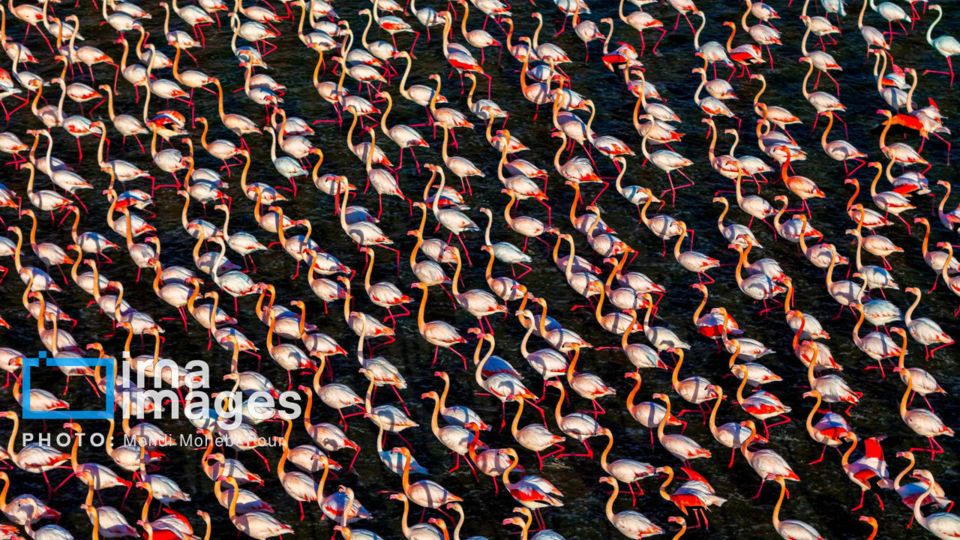 پرندگان مهاجر