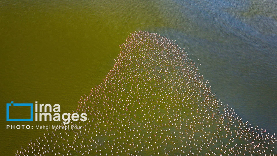 پرندگان مهاجر