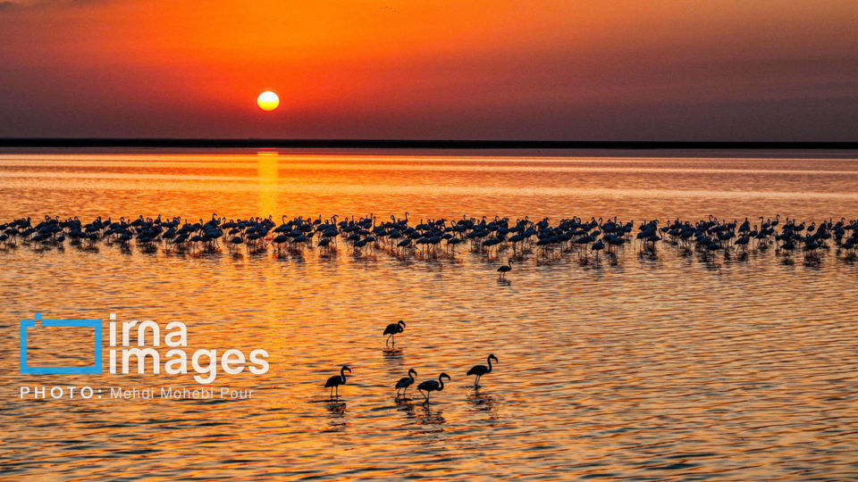 پرندگان مهاجر