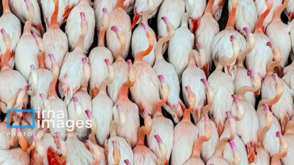 پرندگان مهاجر