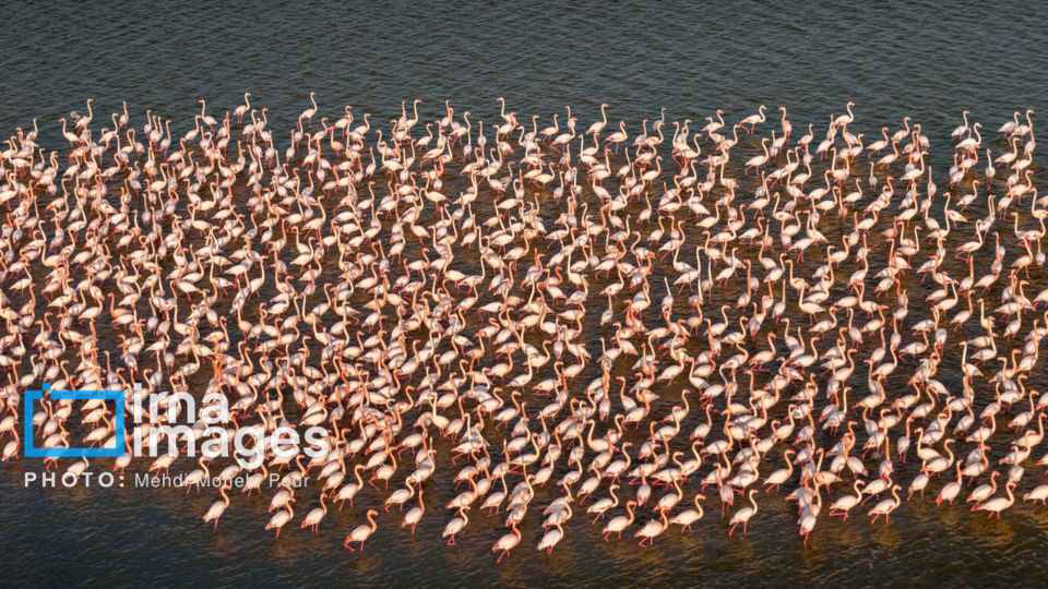 پرندگان مهاجر