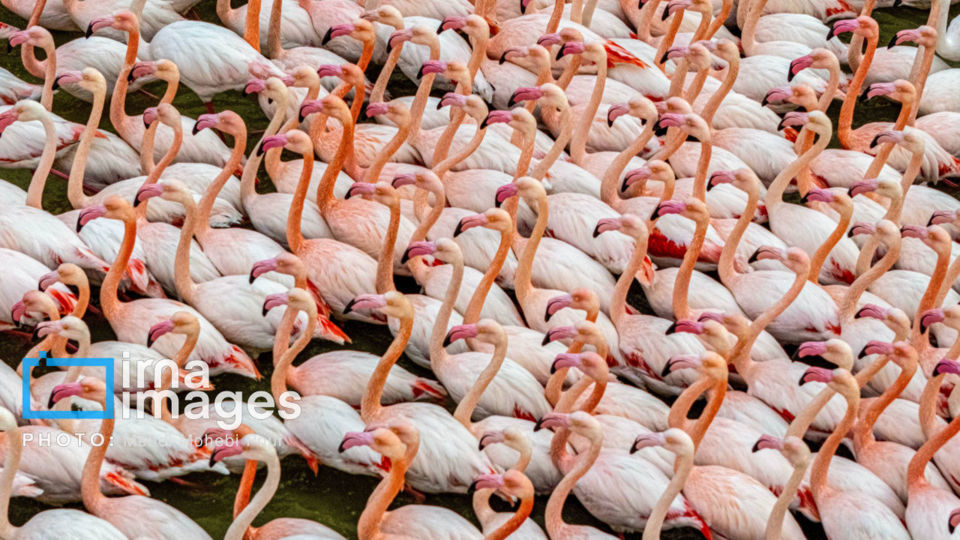 پرندگان مهاجر