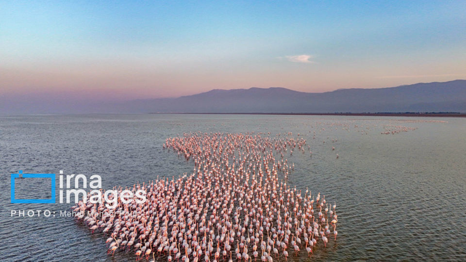 پرندگان مهاجر