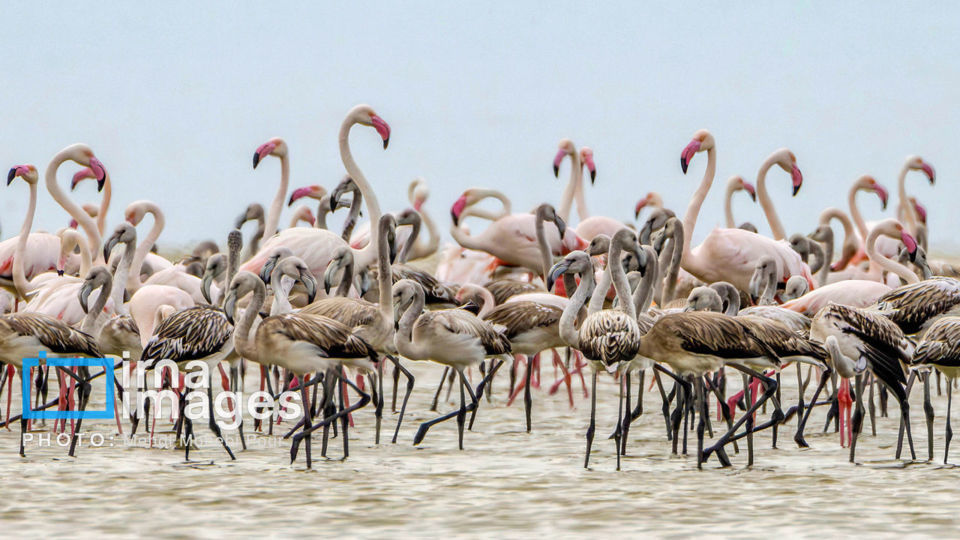 پرندگان مهاجر