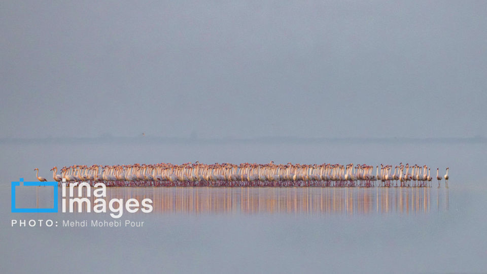 پرندگان مهاجر