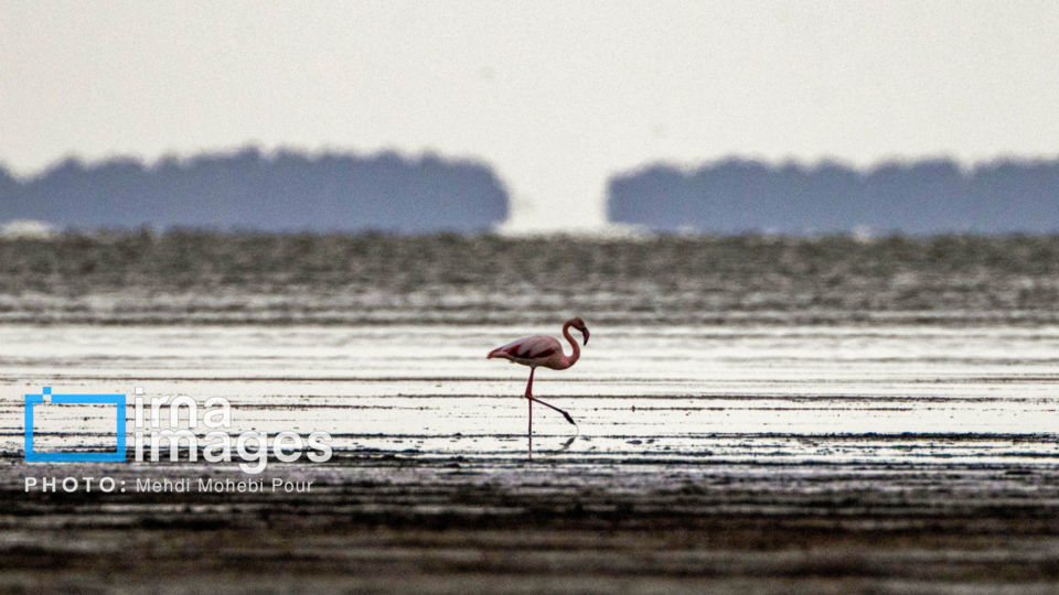 پرندگان مهاجر