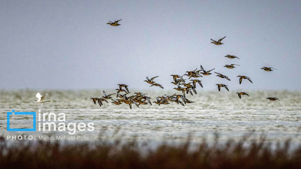 پرندگان مهاجر