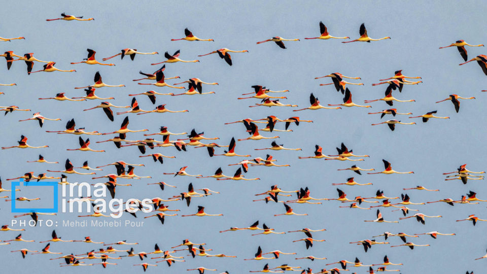 پرندگان مهاجر