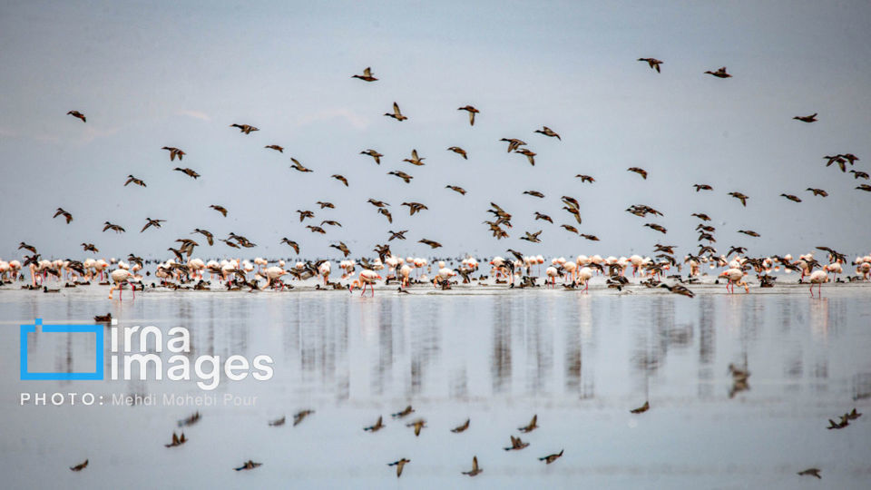 پرندگان مهاجر