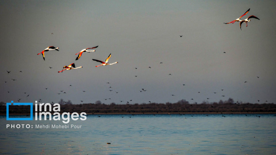 پرندگان مهاجر