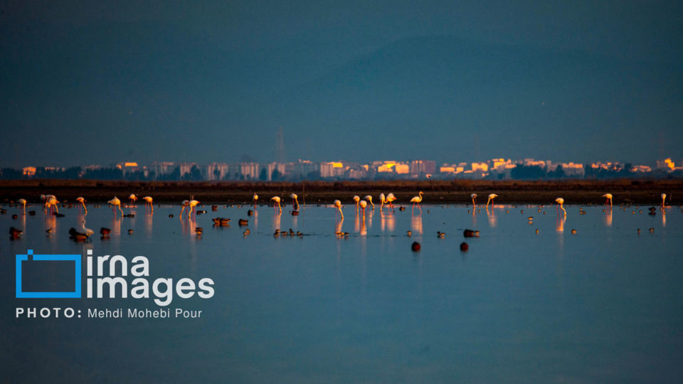 پرندگان مهاجر