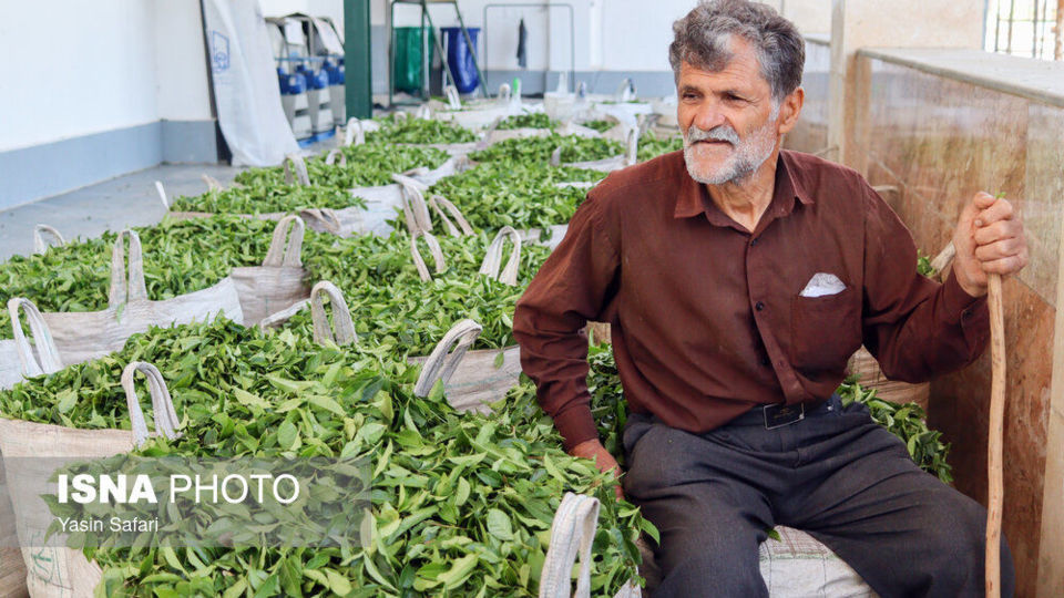 برگ سبز چای؛ از مزرعه تا چایخانه