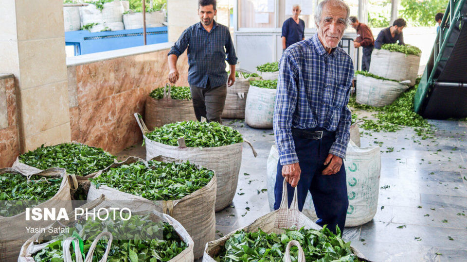 برگ سبز چای؛ از مزرعه تا چایخانه