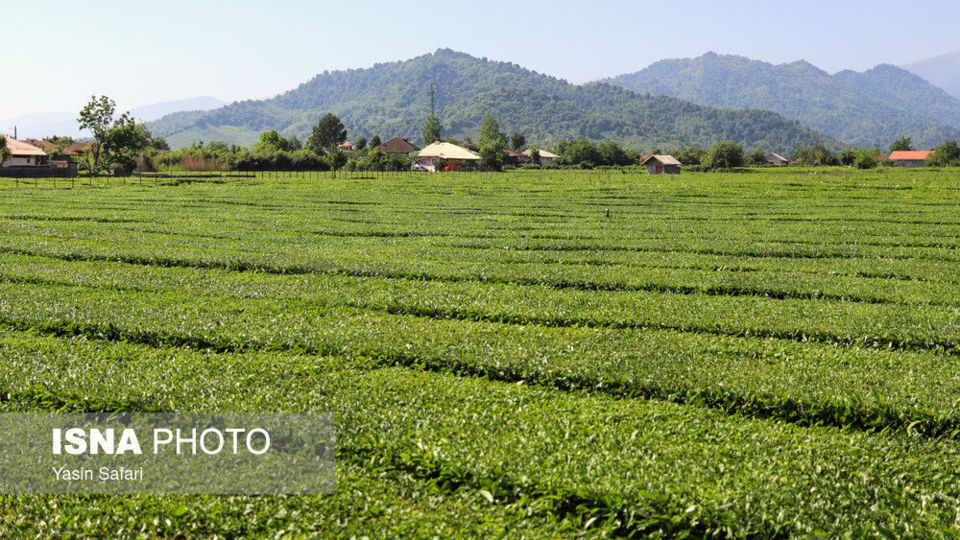 برگ سبز چای؛ از مزرعه تا چایخانه