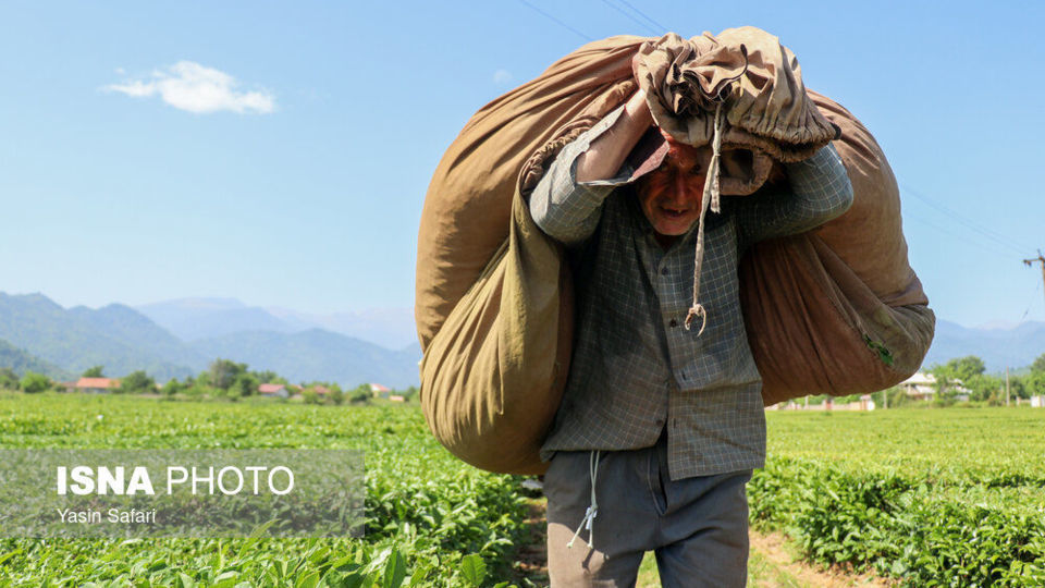 برگ سبز چای؛ از مزرعه تا چایخانه