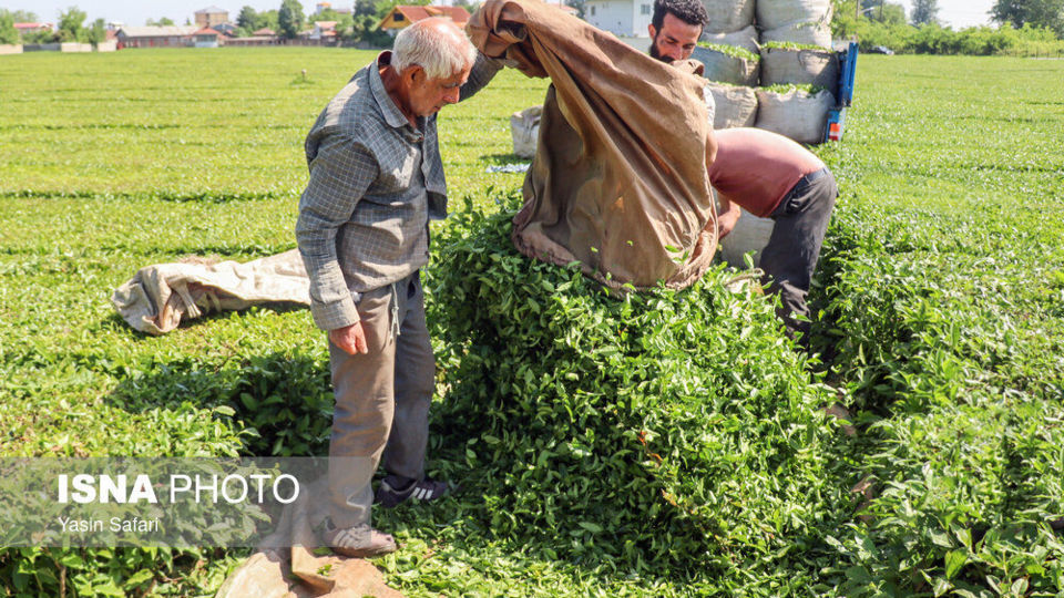 برگ سبز چای؛ از مزرعه تا چایخانه