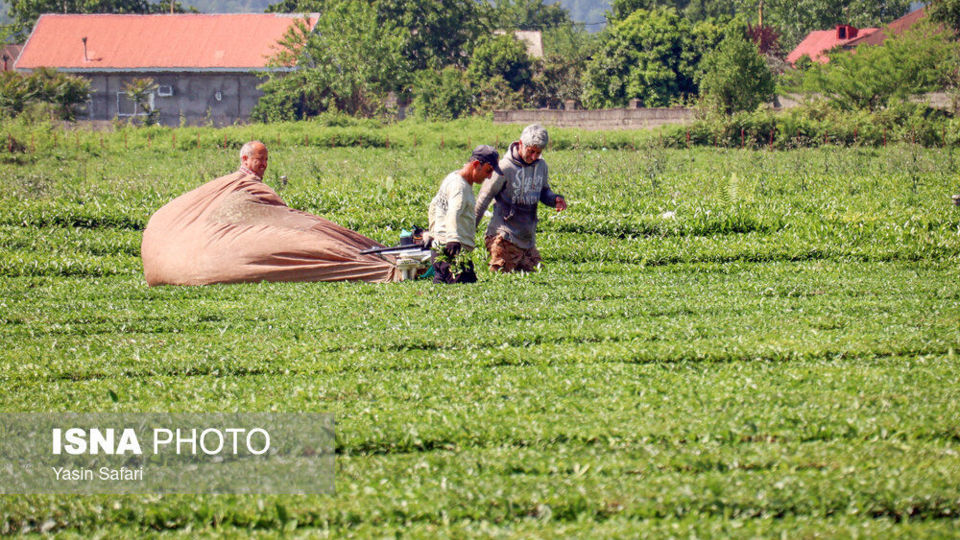 برگ سبز چای؛ از مزرعه تا چایخانه