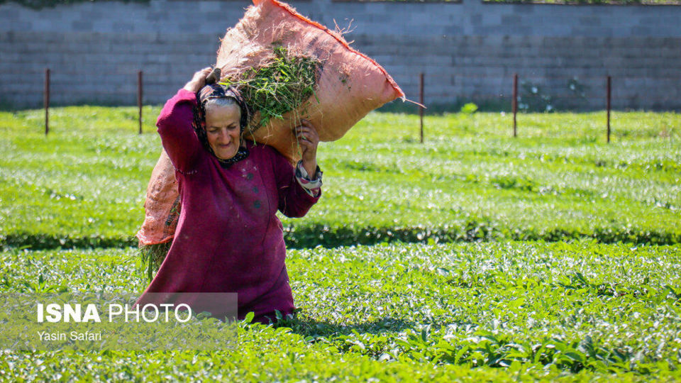 برگ سبز چای؛ از مزرعه تا چایخانه