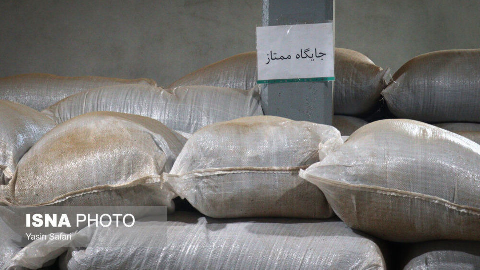 برگ سبز چای؛ از مزرعه تا چایخانه