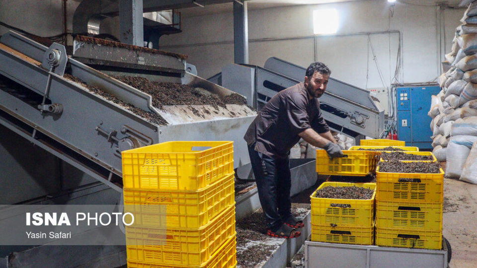 برگ سبز چای؛ از مزرعه تا چایخانه