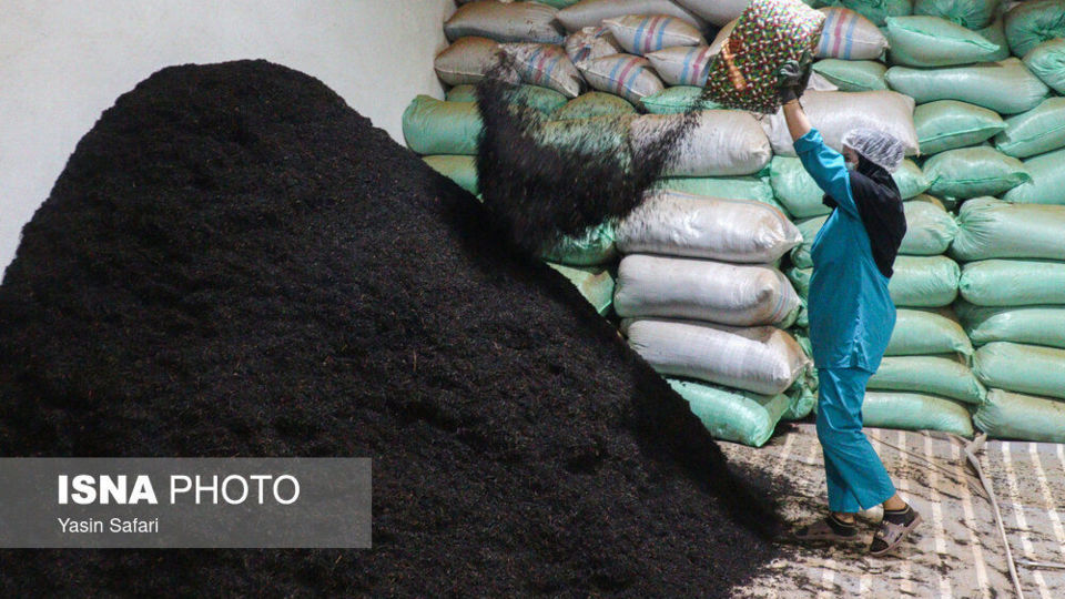 برگ سبز چای؛ از مزرعه تا چایخانه