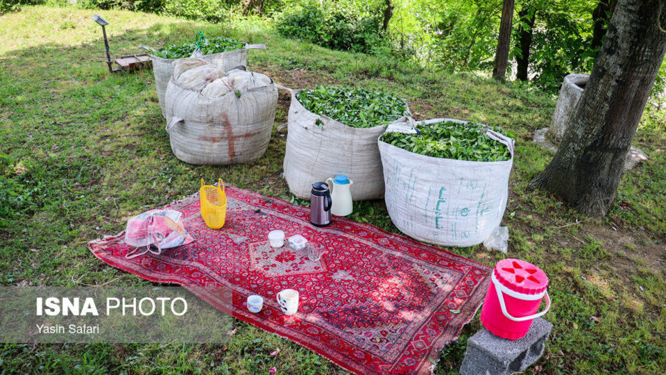برگ سبز چای؛ از مزرعه تا چایخانه