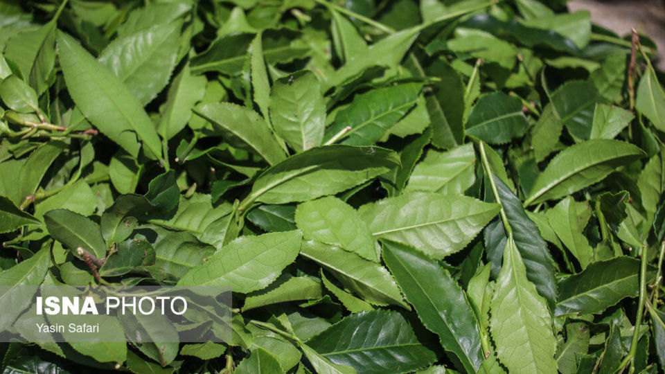 برگ سبز چای؛ از مزرعه تا چایخانه