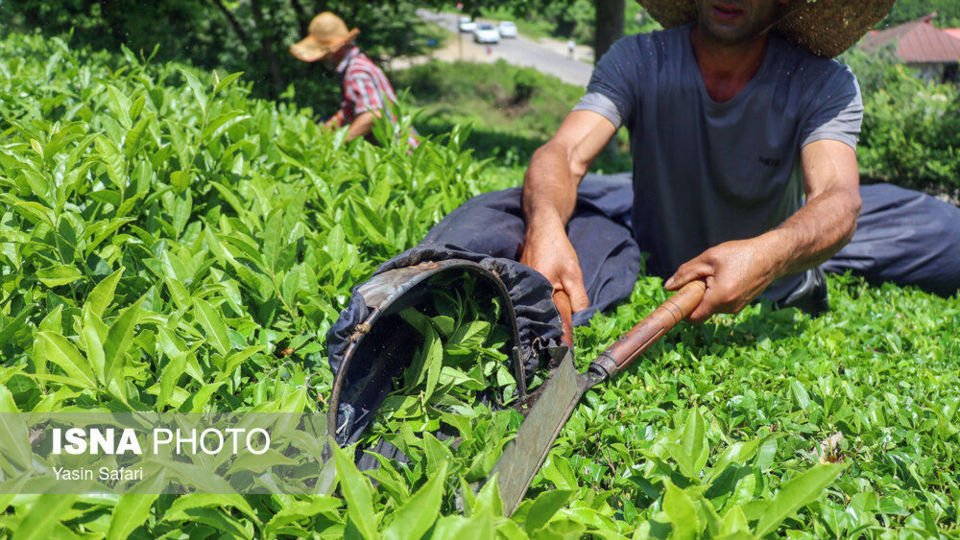 برگ سبز چای؛ از مزرعه تا چایخانه