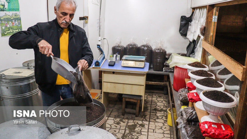 برگ سبز چای؛ از مزرعه تا چایخانه