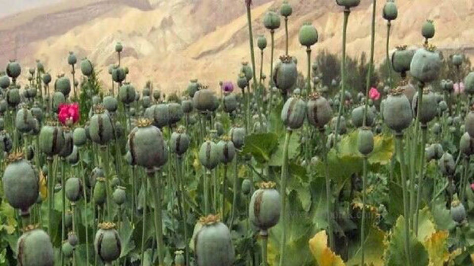 معمای خشخاش در ایران؛ افزایش مزارع غیرمجاز و چالش تأمین دارو معمای خشخاش در ایران؛ افزایش مزارع غیرمجاز و چالش تأمین دارو