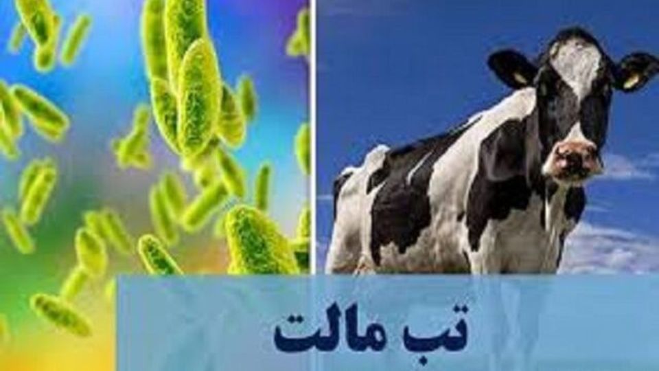 تب مالت؛ بیماری مشترک بین انسان و حیوان/ بیشترین میزان بروز بیماری در ۵ استان تب مالت؛ بیماری مشترک بین انسان و حیوان/ بیشترین میزان بروز بیماری در ۵ استان