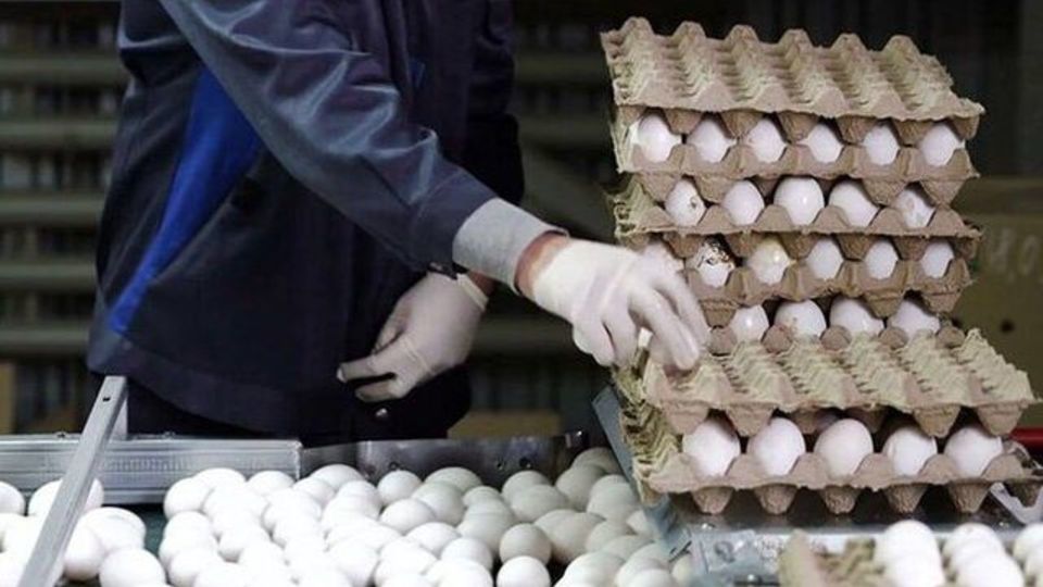 قیمت واقعی تخممرغ چقدر است؟/ فاصله ۱۸۱ هزار تومانی تا نرخ فروش قیمت واقعی تخممرغ چقدر است؟/ فاصله ۱۸۱ هزار تومانی تا نرخ فروش