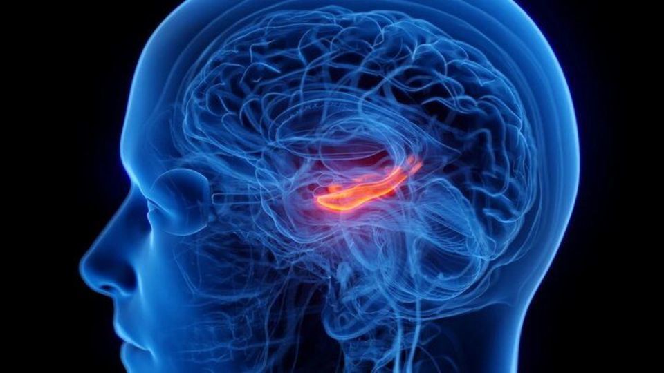 کوچک شدن مرکز حافظه مغز در افراد افسرده کوچک شدن مرکز حافظه مغز در افراد افسرده