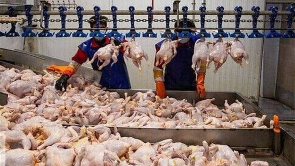 کاهش قیمت مرغ به ۲۴۰ هزار تومان کاهش قیمت مرغ به ۲۴۰ هزار تومان