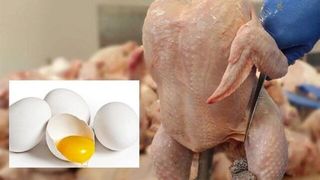 احتمال کاهش قیمت مرغ در آستانه یلدا