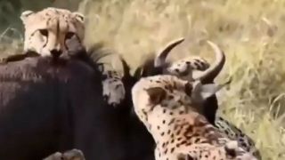 ترفند یوزپلنگ‌ها برای شکار حیوانات بزرگ