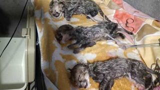 روایتی از حال خوب «ایران» و ۳قلوها/ نخستین شکار یوزپلنگ مادر بعد از سزارین!