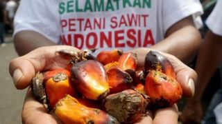 با لغو ممنوعیت صادرات روغن پالم اندونزی، بازار جهانی روغن بهتر می‌شود