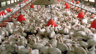 مازاد تولید مرغ داریم/خطر تعطیلی برخی از مرغداری‌ها