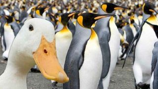 حمله اردک‌ها به چند شاهین برای نجات بچه پنگوئن