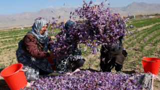زعفران ایران، به اسم ایران به کام افغانستان