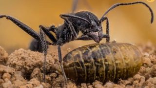 عکس‌های برنده مسابقه عکاسی از حشرات 