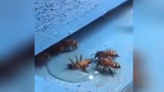 تلاش زنبورها برای نجات هم نوعشان