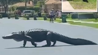 عبور یک تمساح عظیم الجثه از جاده
