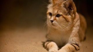 یک قلاده گربه شنی در کویر لوت شناسایی شد