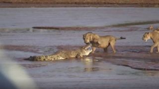ویدئویی از مبارزه بی‌رحمانه سه شیر با یک تمساح در آب