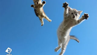 رکوردزنیِ پرش ارتفاع توسط یک گربه!
