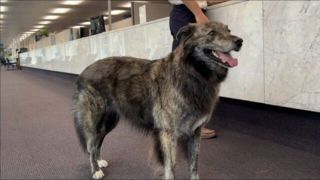 یک سگ روسی نامزد شهرداری تورنتو شد!