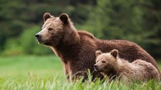 تشکیل پرونده قضایی برای عاملان تلف شدن خرس قهوه‌ای در انگوت